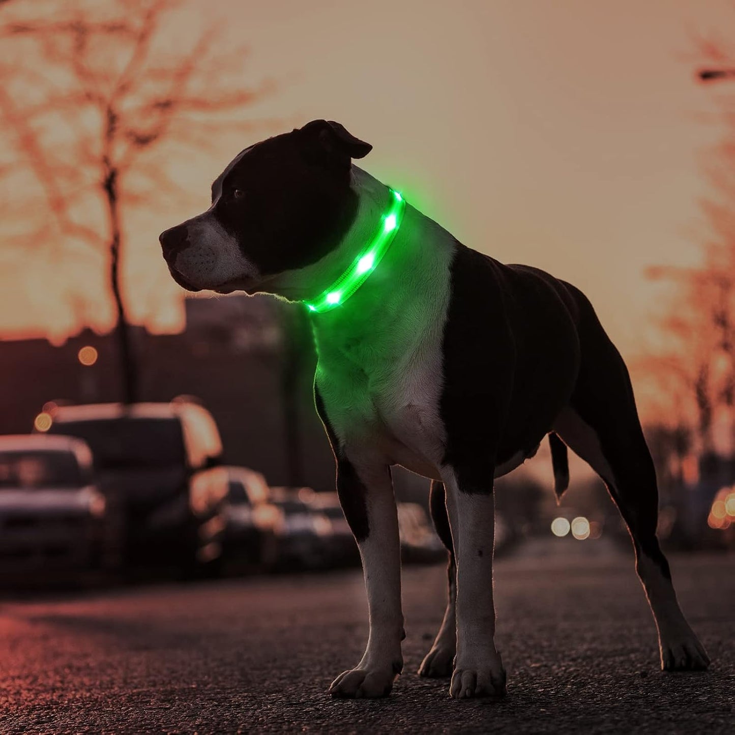Led Dog Collar, Rechargeable Water-Resistant Night Safety Collar
