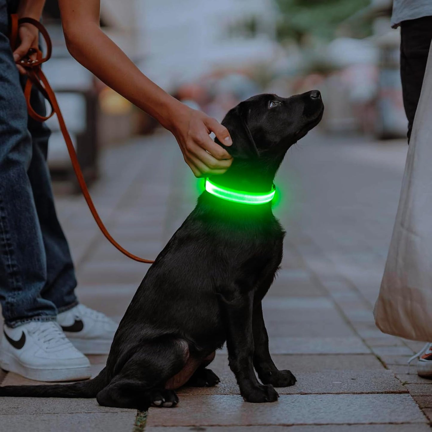 LED Large Dog Collar (Glow in the Dark)
