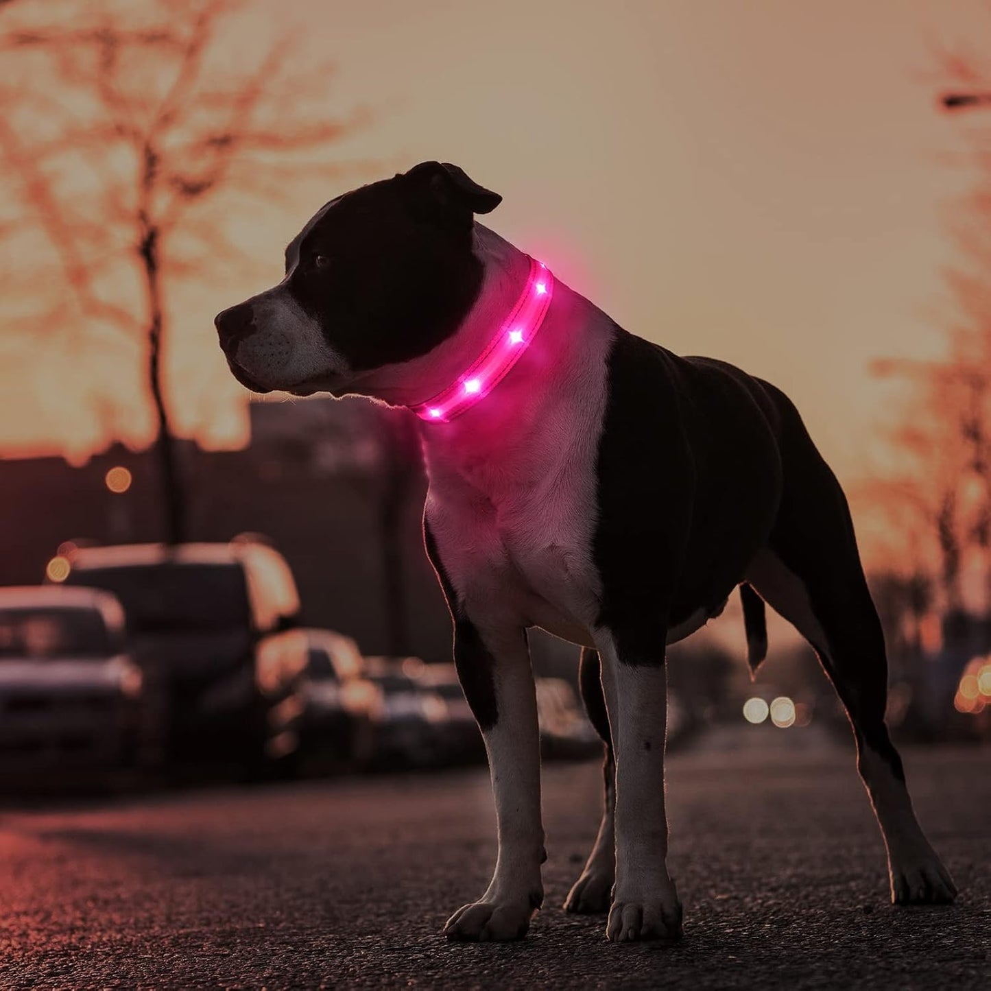 Led Dog Collar - Rechargeable, Water-Resistant, Flashing Glowing Night Safety Collar - Adjustable, Pink (M)