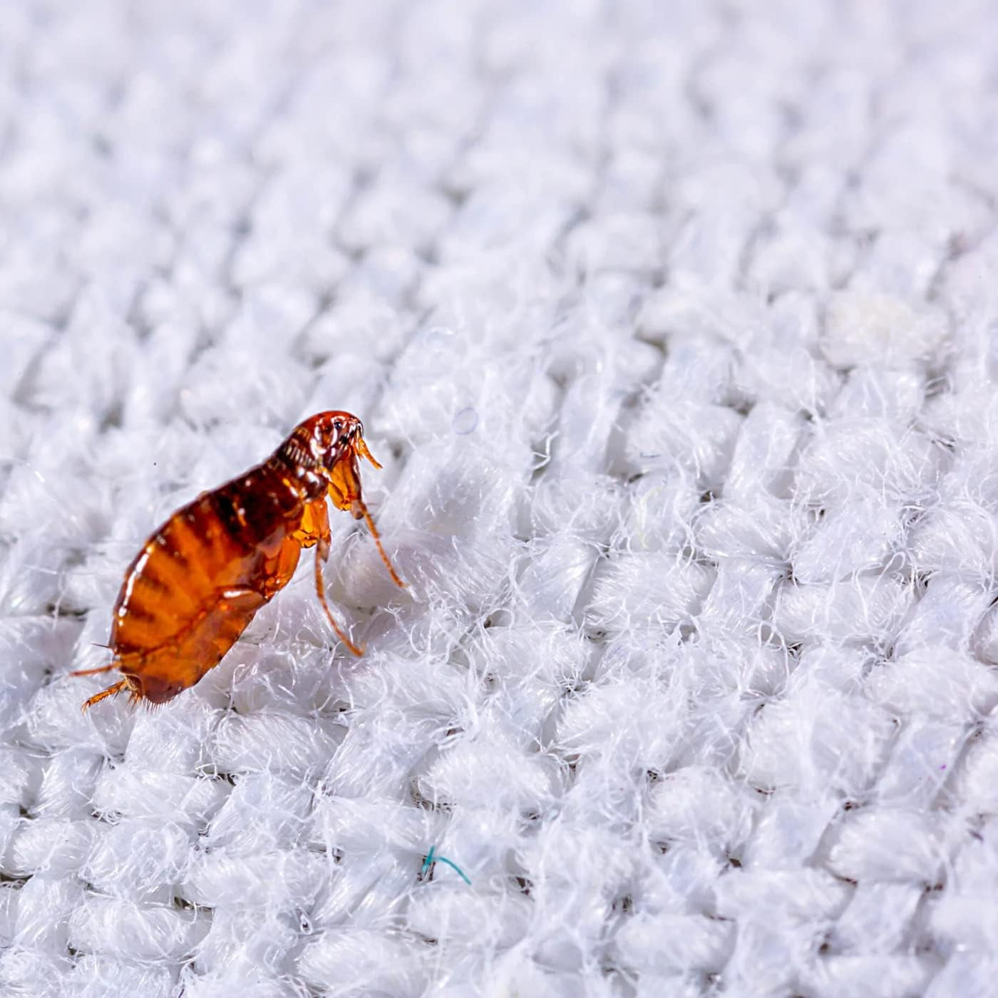 20-Ounce Flea Killer for Carpet, Ocean Breeze Fragrance