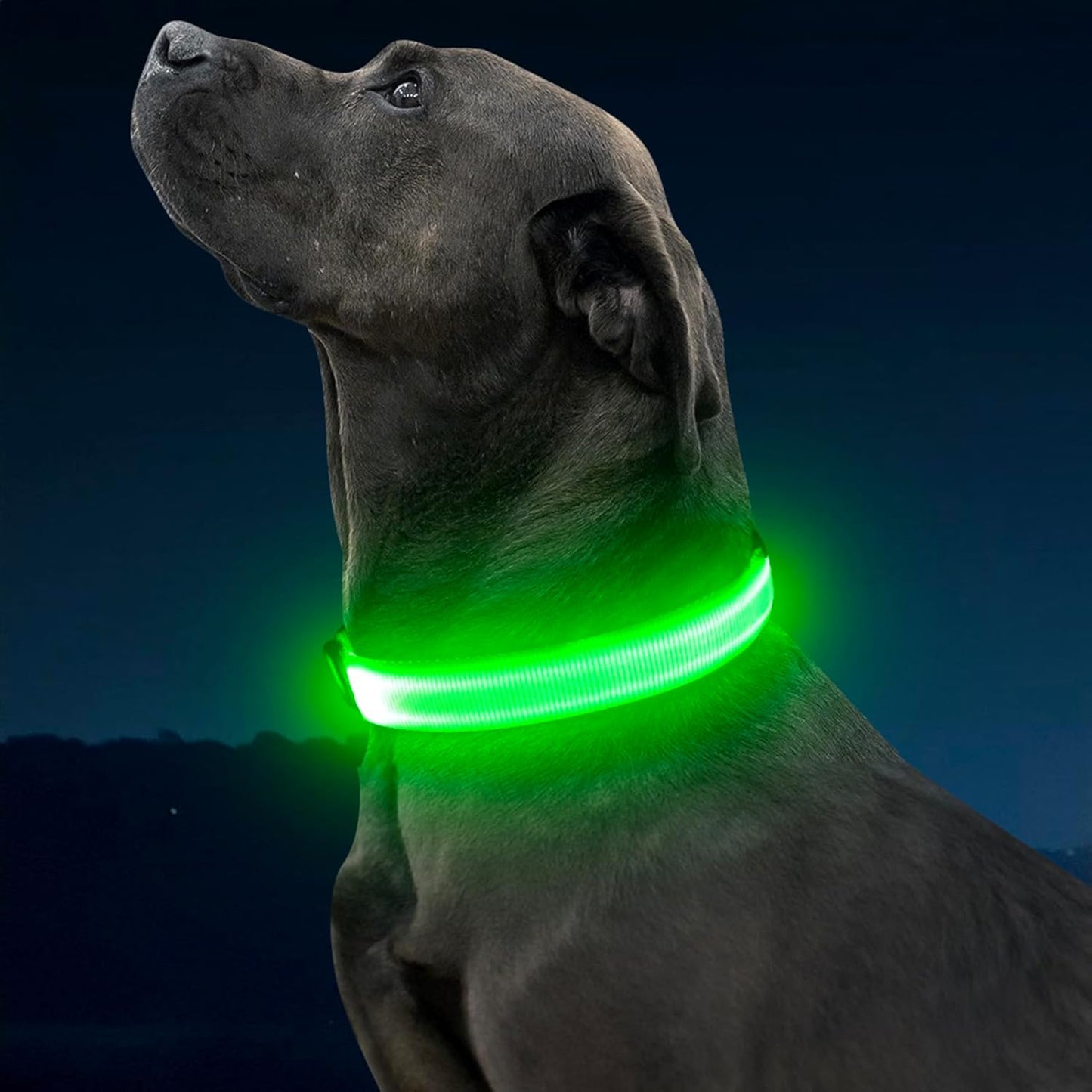 LED Large Dog Collar (Glow in the Dark)