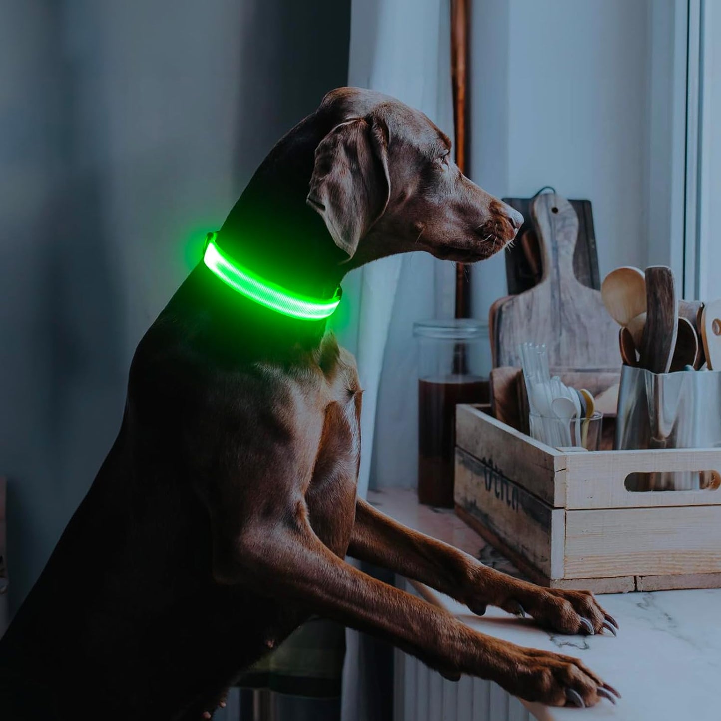 LED Large Dog Collar (Glow in the Dark)